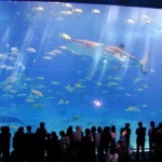 dubai-aquarium01